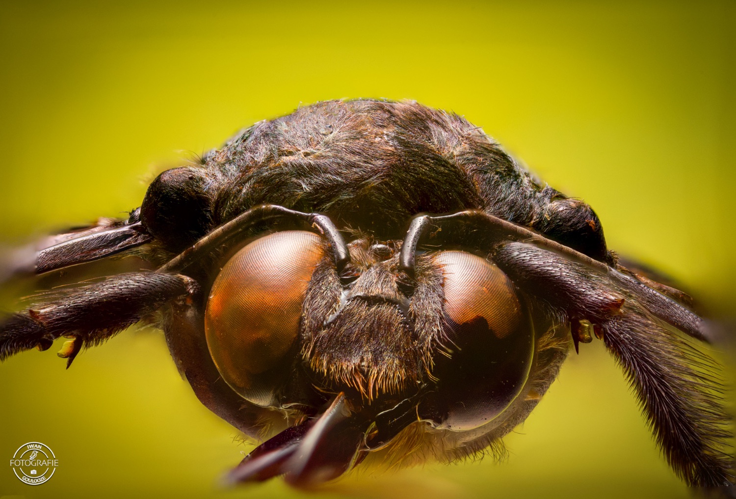 Xylocupa  caereulea 1
